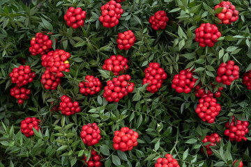 Fototapeta premium Turkey Christmas Flower 'Cochina' Photo, Kadikoy Istanbul, Turkey