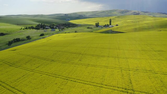 Yellow hills filled with canola plants with golden sunlight in Palouse, aerial