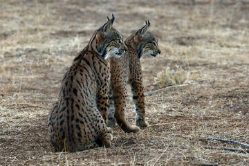 The Iberian lynx (Lynx pardinus), portrait of a two young cat after sunset. Two lynx kittens in yellow grass.