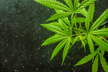 Plant leaf of cannabis rudralis close up on black background, leaving space for text.