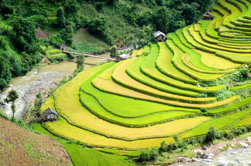 Landscape of terraced rice fields in the harvest season in the highland Mu Cang Chai district, Lao Cai province, Vietnam.