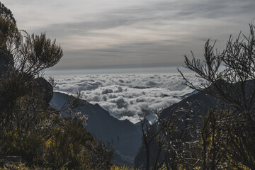 Forest - levada