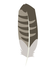 Buzzard feather in flat style. Beautiful design element.