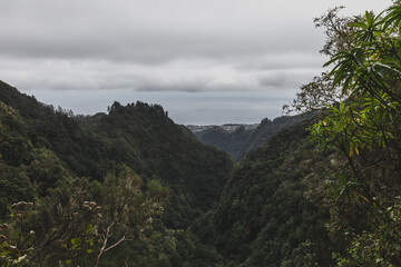 Forest - levada