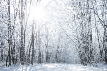 Sunny frosty day in the forest.