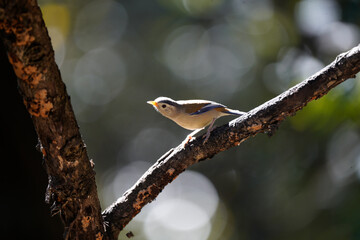 Blue-winged Minla looking curiously