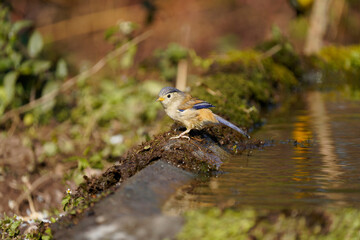 Blue-winged minla with water droplets