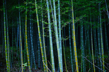 竹林　京都