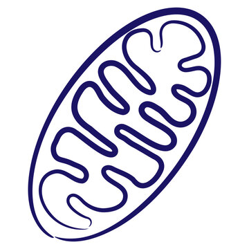 Mitochondria minimal vector icon drawn with brush line. Blue linear medical pictogram isolated on transparent background