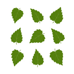 Nettle leaves. Set of green leaves isolated on white background. Vector illustration.	