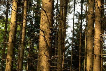 Fototapeta premium Bäume Wald