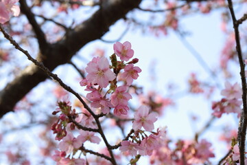 日本の春の公園に咲くピンク色のソメイヨシノのサクラの花