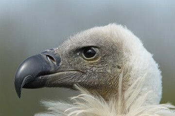 A portrait of a White-backed Vulture against a blue sky

