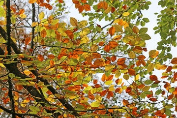 Fototapeta premium Leaves on a beech tree in Autumn