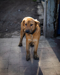 golden retriever dog
