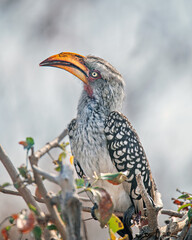 Yellow-billed hornbill in a tree