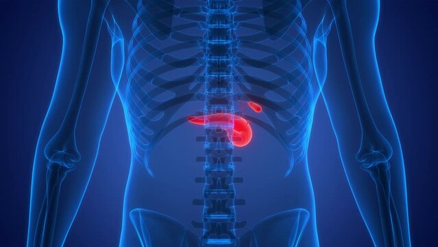 Human Internal Organs Pancreas with Gallbladder Anatomy Animation Concept