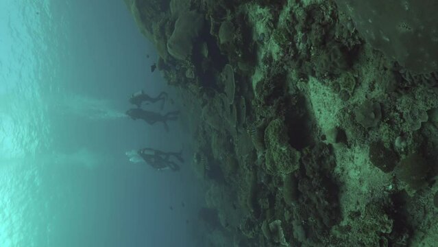 Vertical video of scuba divers on wall reef with coral underwater in Nusa Penida, Bali, Indonesia 