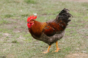 Naklejka na ściany i meble Colorfull rooster on a green grass
