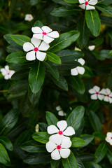 Orchid Forest Cikole, Bandung, Indonesia - October 10, 2022: Catharanthus Roseus, Commonly Known As...