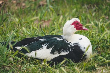 Black and white drake sitting on the grass