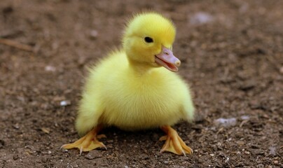 Little cute yellow duckling on a brown background