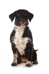 Cute cross breed dog isolated on white