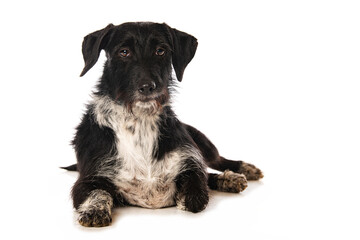 Cute cross breed dog isolated on white