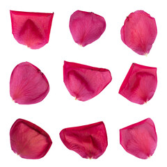 Collection of rose flower petals isolated on transparent background