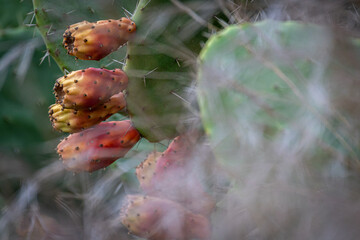 Isolated close up image of Barbary fig (Cactus) plant grown in the wild with its ripe fruits- Israel