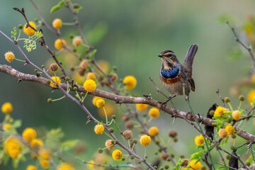 High resolution close up portrait of a single Bluethroat bird in the wild- Israel