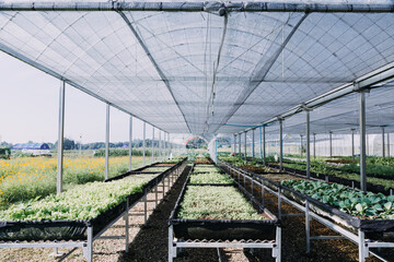 female farmer working early on farm holding wood basket of fresh vegetables and tablet