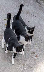 black and white cats on a street wirh gray asphalt background