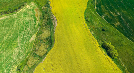 The green  texture rice of barley as yellow of canola field background