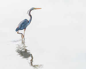A purple Heron in wet land