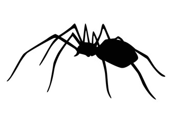Spider silhouette. Black close-up insect, scary big spider isolated on white. Poisonous dangerous animal. Creepy wildlife bug
