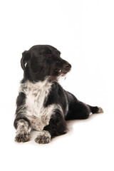 Obraz premium Cute cross breed dog isolated on white