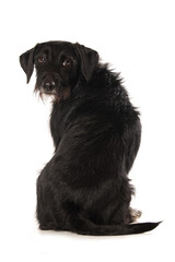 Cute cross breed dog isolated on white