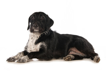 Cute cross breed dog isolated on white