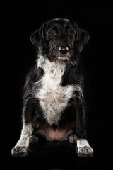 Cross breed dog on black background