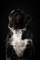 Cross breed dog on black background