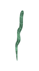 plants and flowers. magic sacred illustration in vintage retro engraving style