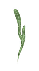 plants and flowers. magic sacred illustration in vintage retro engraving style