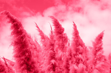 Cortaderia selloana, commonly known as pampas grass to toned in trendy colol viva magenta, color of...