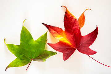 some maple leaves isolated on white background, autumn promotion. Autumnal motif