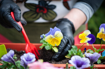 Hands of a woman gardener plant pansies flowers in a pot