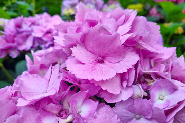 Fototapeta na wymiar Close-up of a branch of pink flowering hydrangeas in the garden.