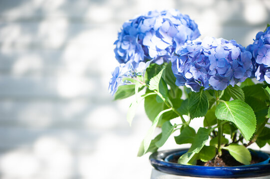 Blue hydrangea macro photo, High quality advertising stock photo. Blue flowers, space for text