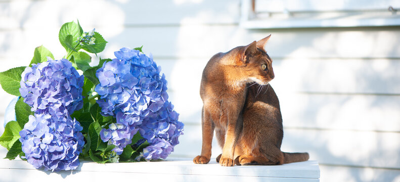 Abyssinian cat, sitting on a terrace with flowers blue hydrangea. High quality advertising stock photo. Pets walking in the summer