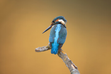 Closeup of a common kingfisher (Alcedo atthis) perched on a branch 